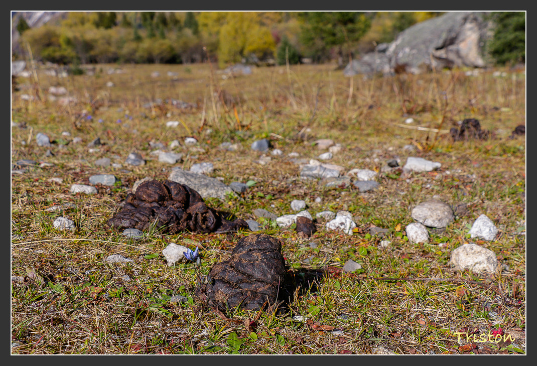 _MG_0713.jpg - 20161013 稻城亞丁
