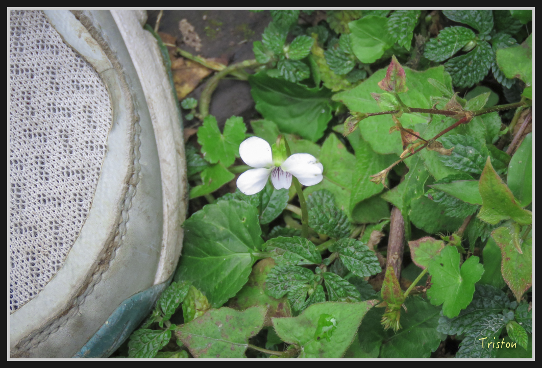00143.jpg - 20161231 明池 神木園