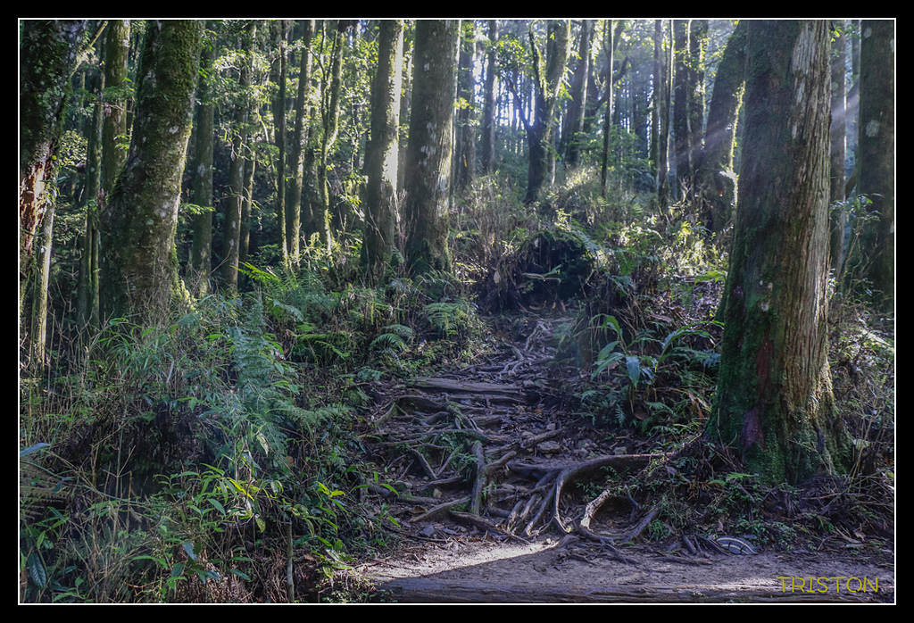 _MG_0329.jpg - 20170723 水漾森林