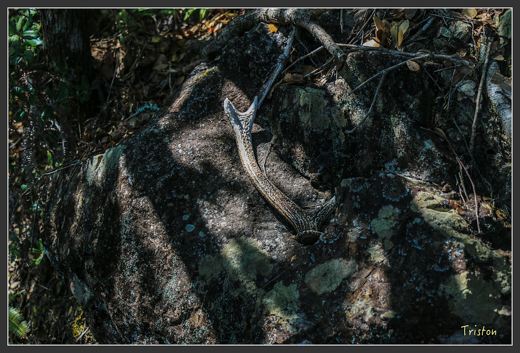 IMG_4806.jpg - 20160323 日本熊野古道健行