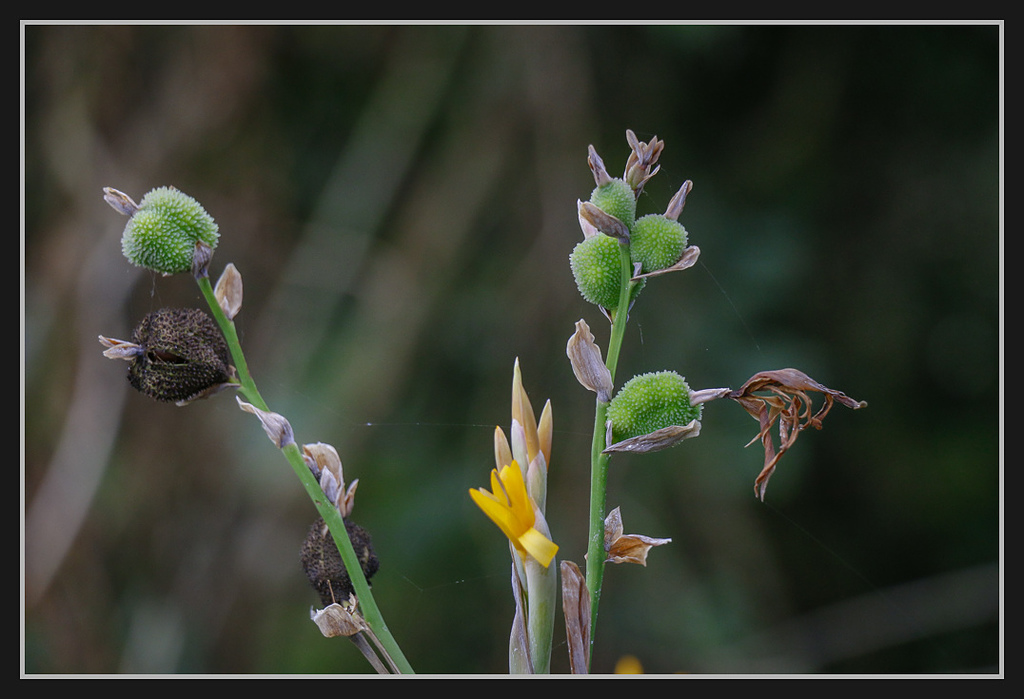 _MG_0069.jpg - 20170205 柴山盤榕雅座路線