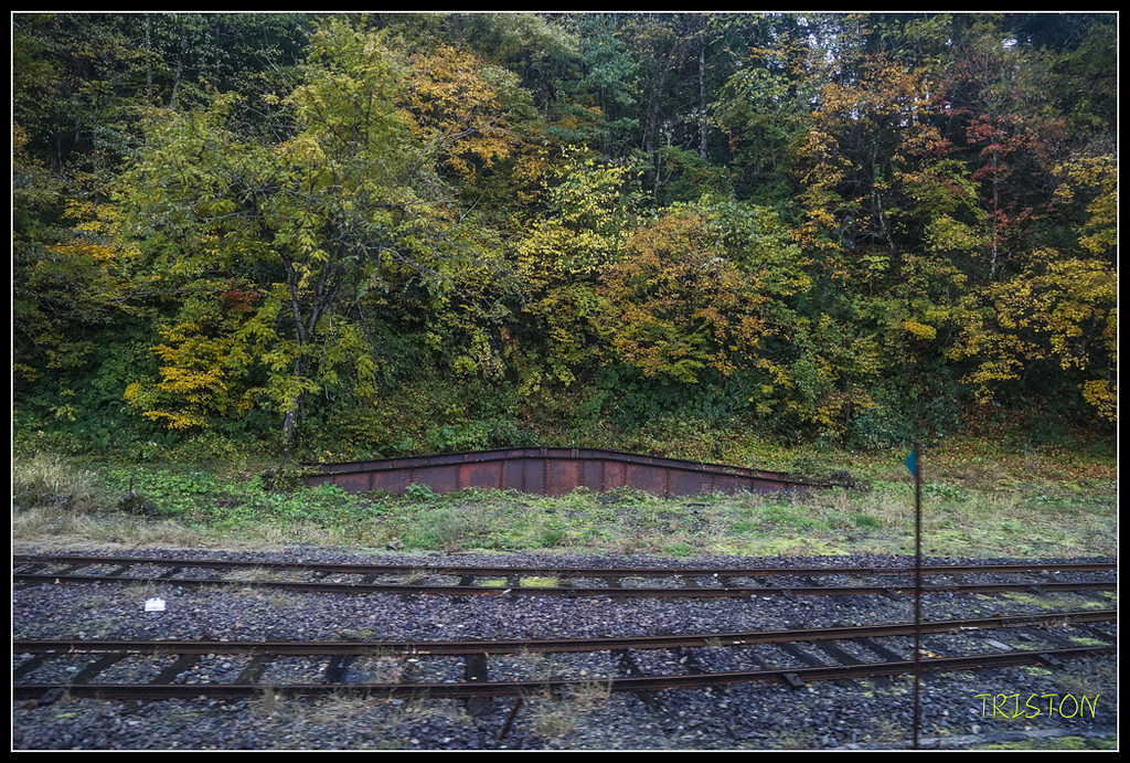 _H1A0821.jpg - 20171103 日本只見線、會津若松五色沼、昭和記念公園賞紅葉