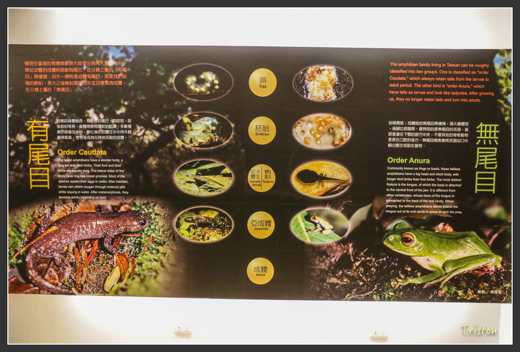 IMG_3347.jpg - 20160227 觀霧森林步道