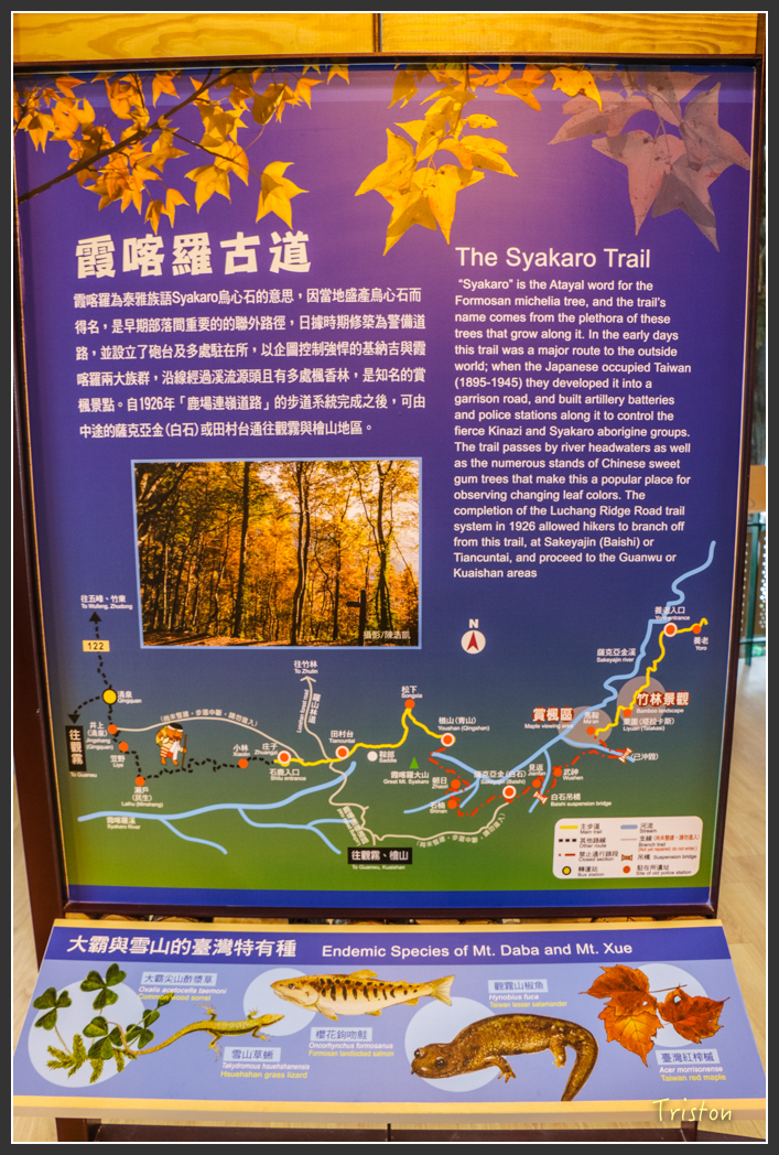 IMG_3245.jpg - 20160227 觀霧森林步道