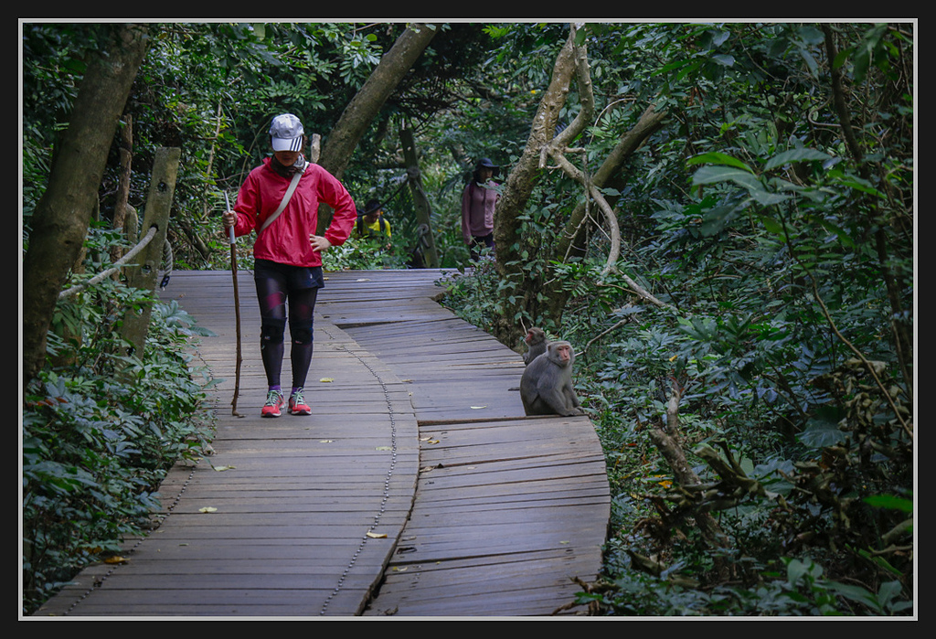 _MG_0078.jpg - 20170205 柴山盤榕雅座路線