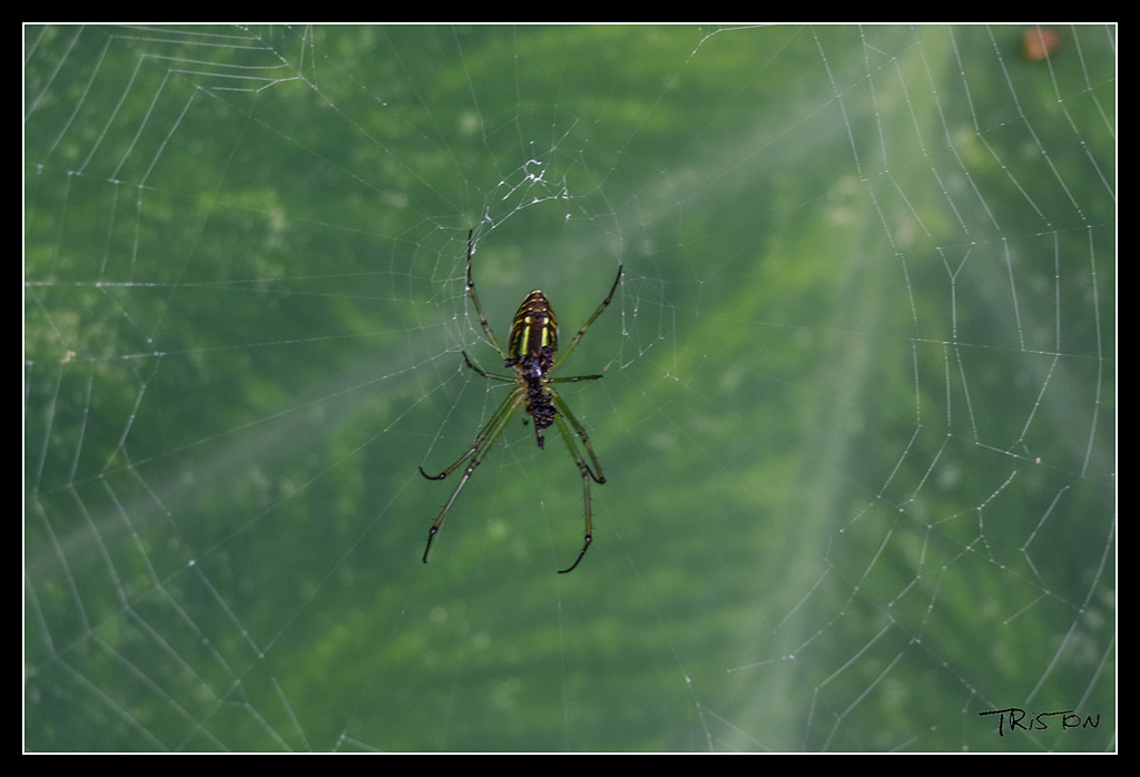 _MG_0075.jpg - 20170529 關仔嶺大凍山