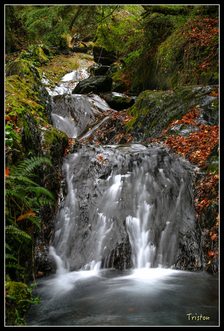 JH1A1054.jpg - 20151205 合歡溪步道、108K楓之谷