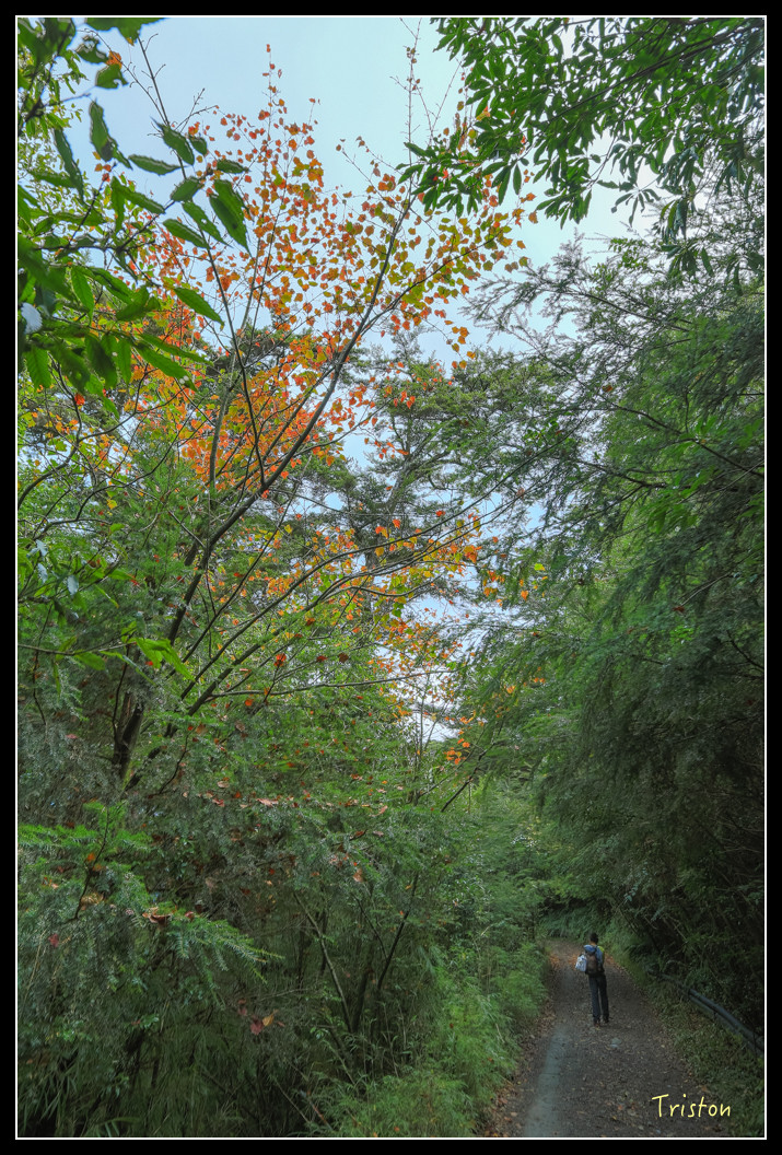 JH1A0682.jpg - 20151205 合歡溪步道、108K楓之谷