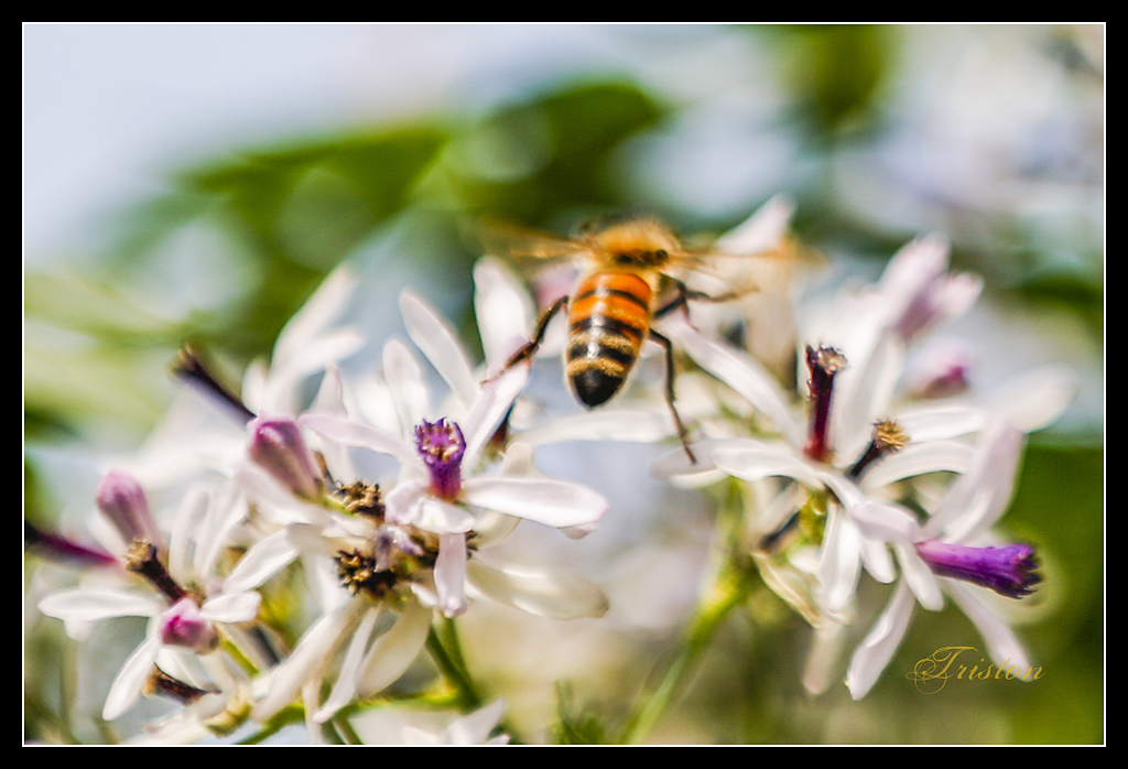 _H1A3013.jpg - 20170328 嘉義苦楝花隧道