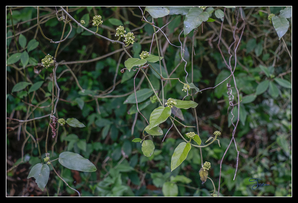 _MG_0104.jpg - 20170429 關仔嶺雞籠山