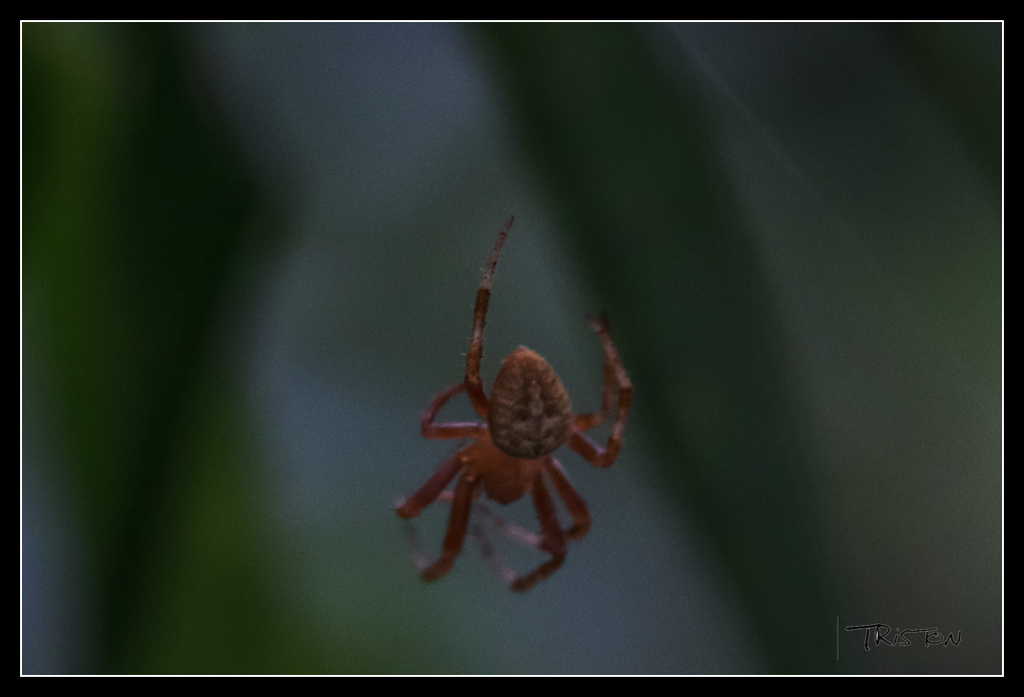 _MG_0433.jpg - 20170618 新化後山昆蟲微距