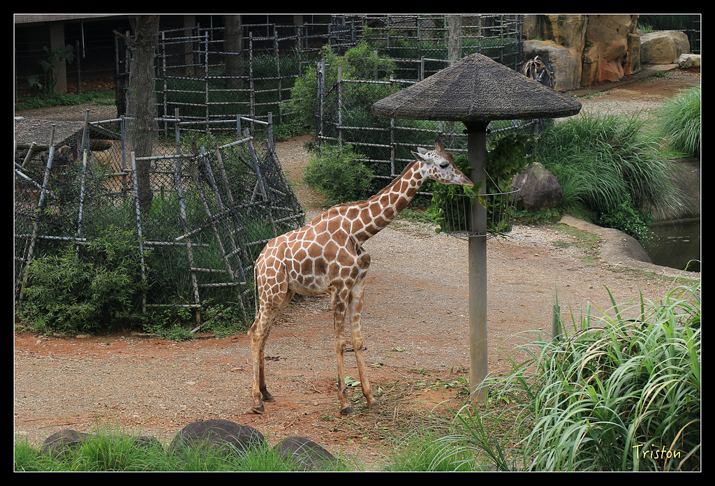 IMG_8143.jpg - 20150717 台北兒童新樂園 六福村