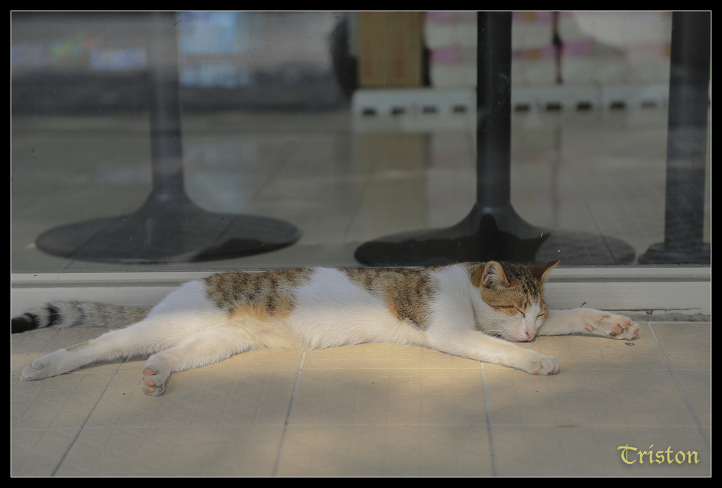 jh1a9992_15579623839_o.jpg - 20141111 屏東霧台 神山 一日來往輕旅行