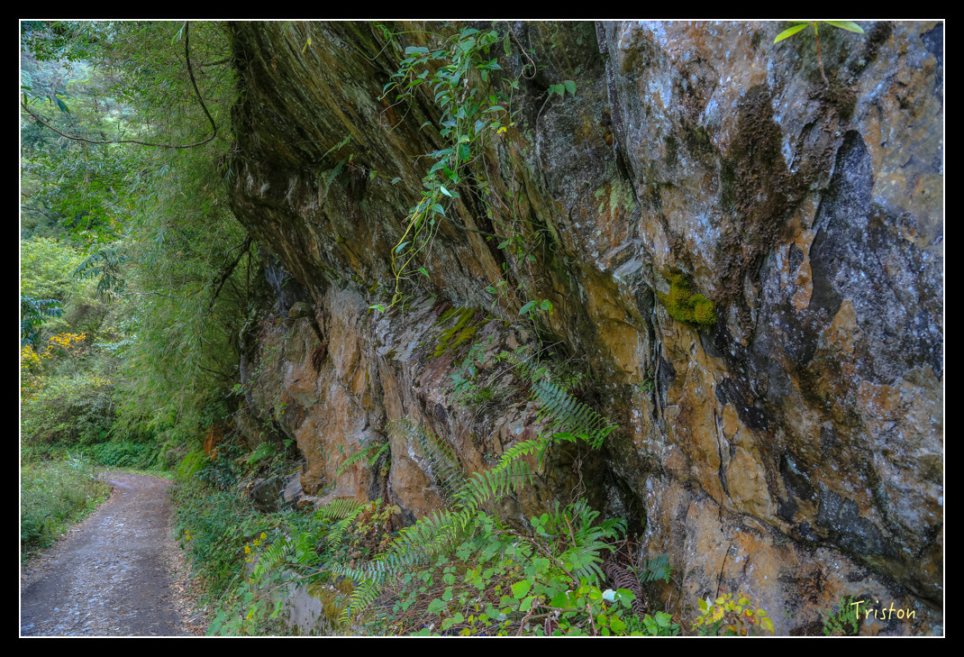 JH1A0687.jpg - 20151205 合歡溪步道、108K楓之谷