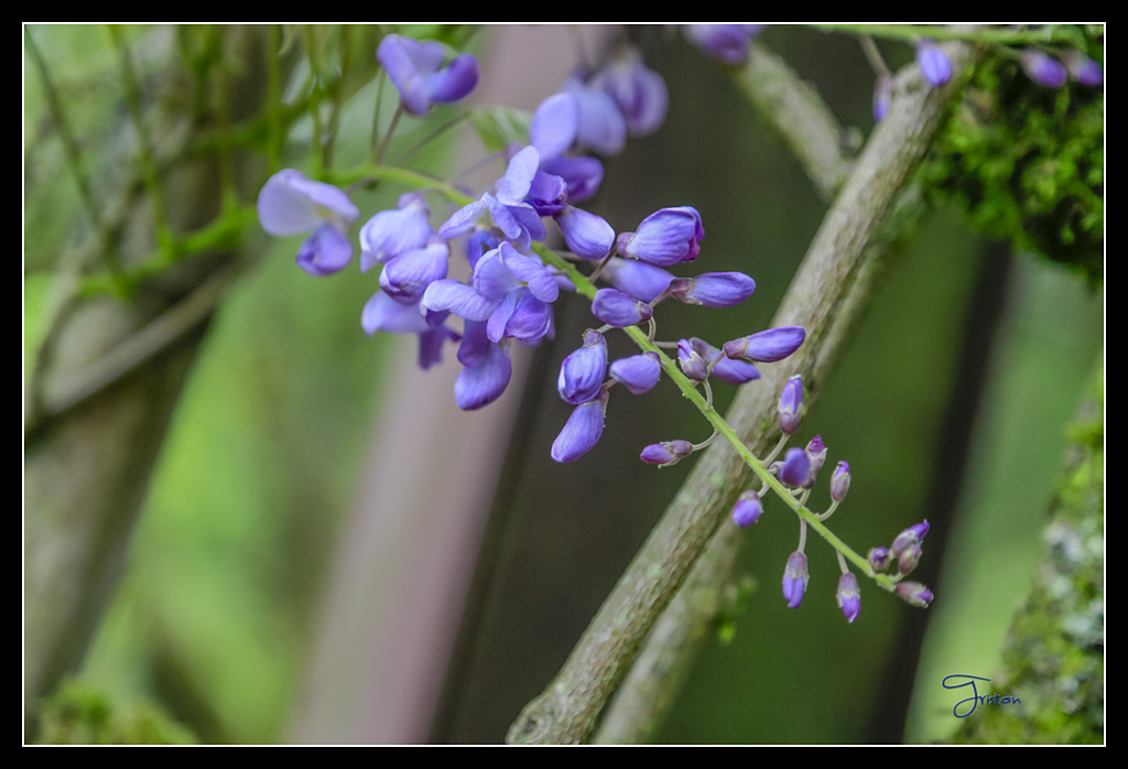 _H1A3721.jpg - 20170425 阿里山+圓潭螢火蟲