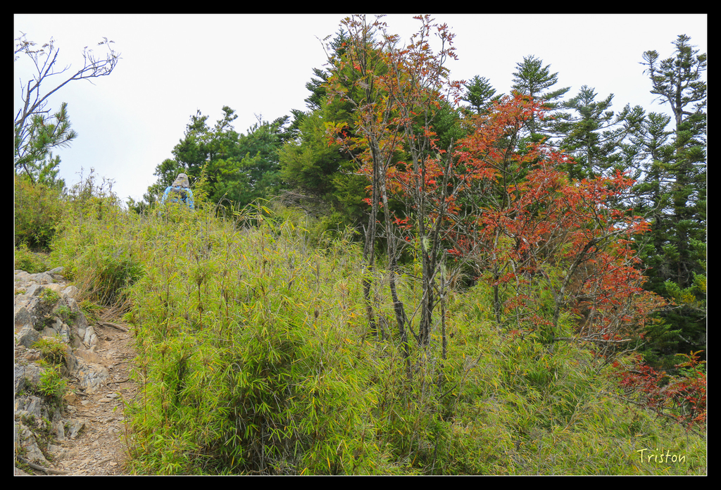 IMG_8767.jpg - 20151017 郡大林道、望鄉山、郡大山