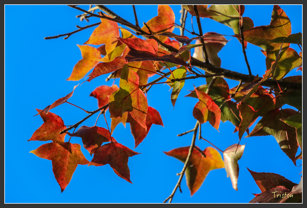 IMG_0746.jpg - 20151219 鳶嘴稍來山、小雪山林道