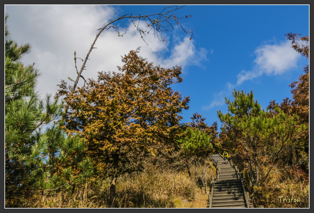 IMG_3376.jpg - 20160227 觀霧森林步道