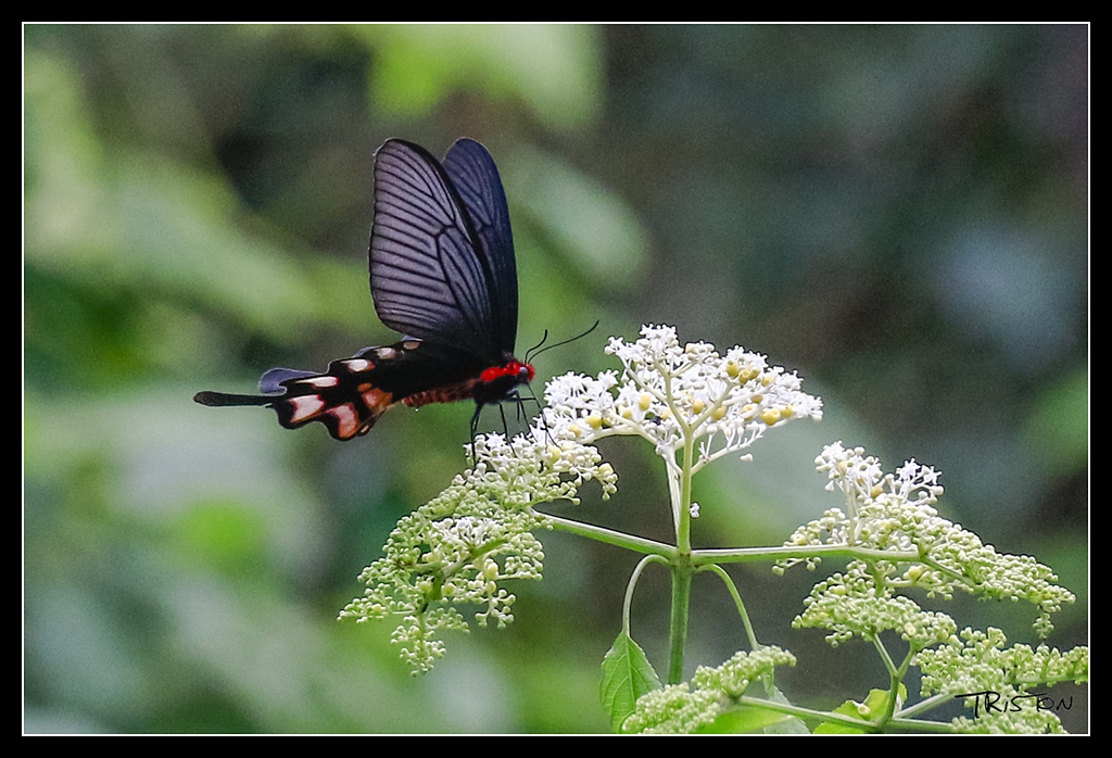 _MG_0020.jpg - 20170529 關仔嶺大凍山