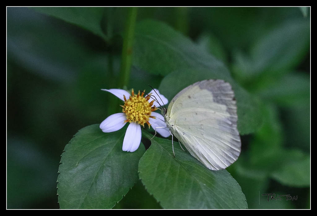 _MG_0147.jpg - 20170618 新化後山昆蟲微距