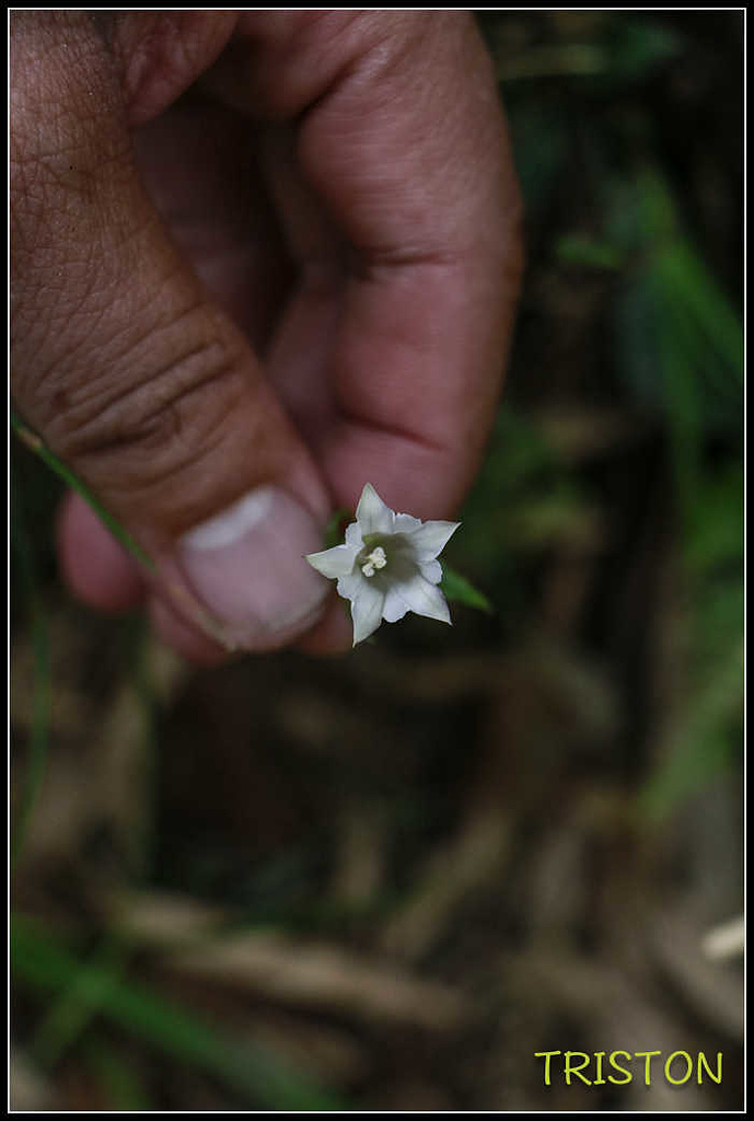 _MG_0103.jpg - 20170920 加里山