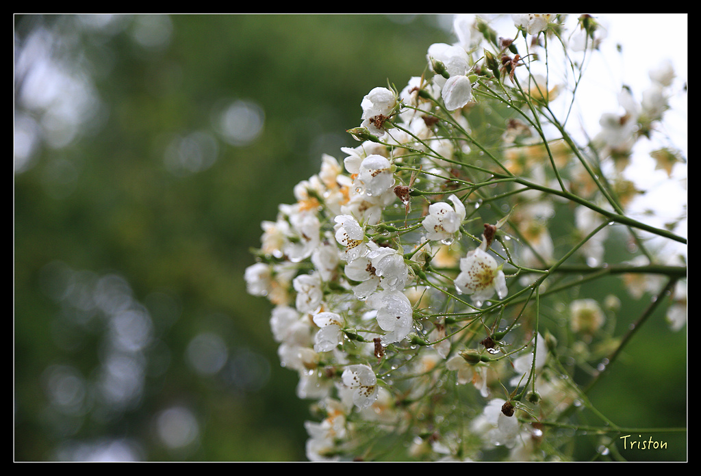 JH1A9562.jpg - 20150628 東京輕井澤日光