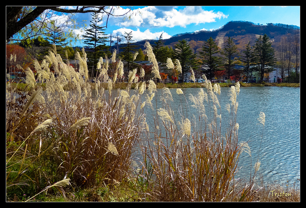 DSC00308.jpg - 20151031 秋天的童話-貴婦東京輕井澤紀行