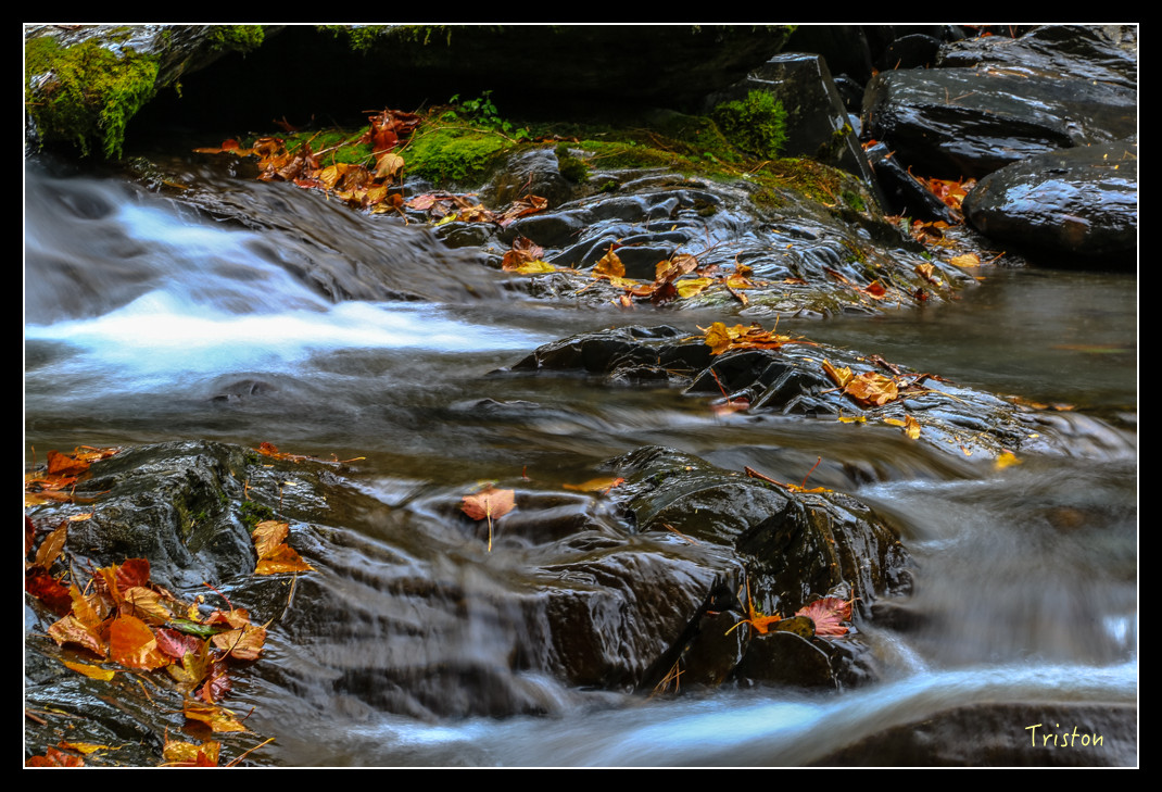 JH1A1063.jpg - 20151205 合歡溪步道、108K楓之谷