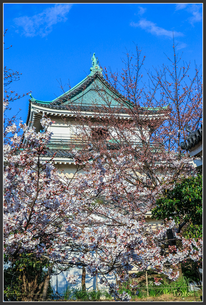 IMG_6013.jpg - 20160323 日本熊野古道健行