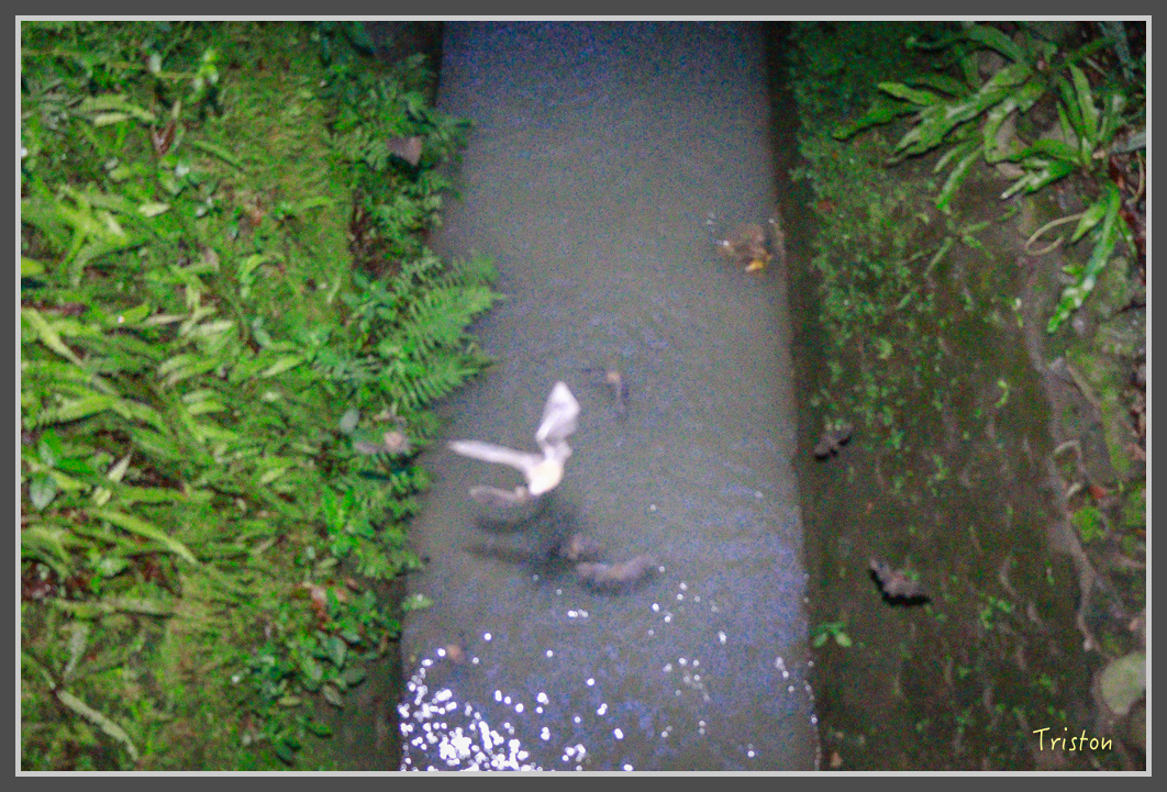 _MG_9228.jpg - 20160717 峰老師夜觀