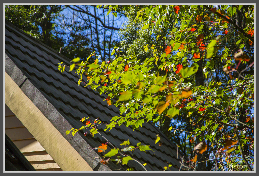 JH1A0238.jpg - 20161105 大雪山