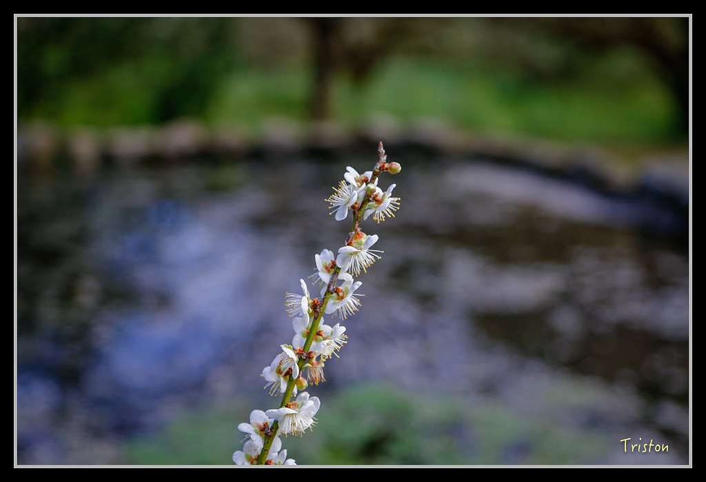 _H1A1379.jpg - 20170117 烏松崙、竹青庭