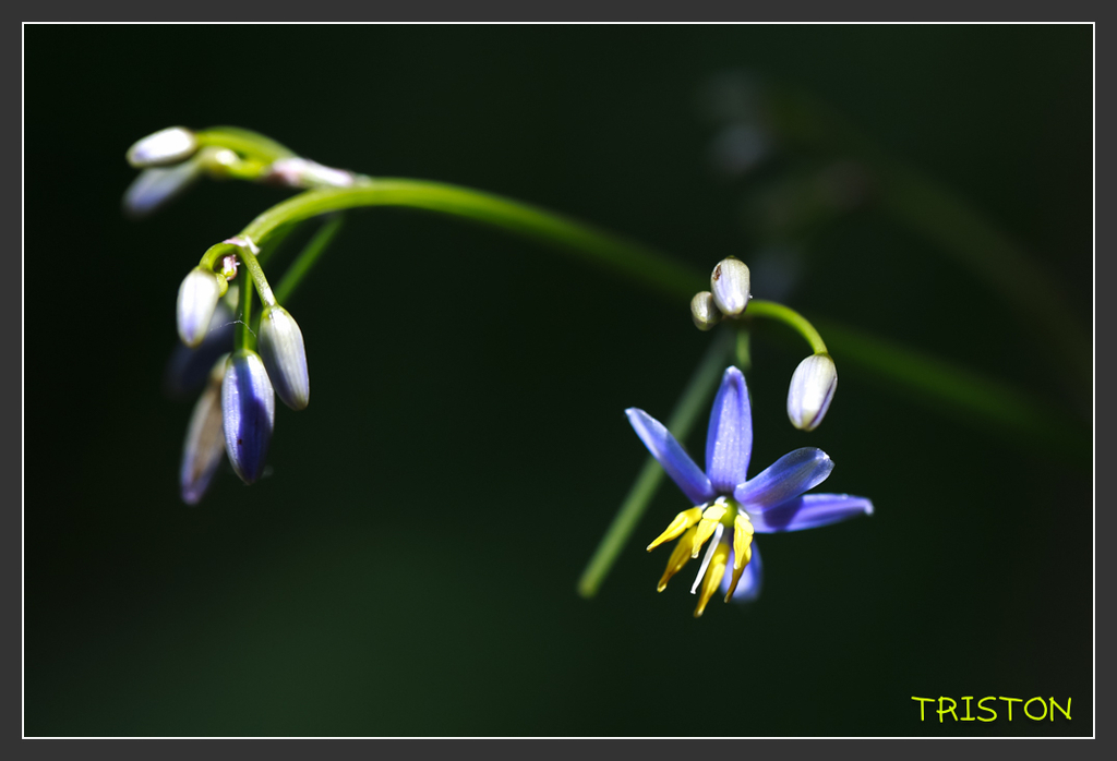 _H1A7000.jpg - 20170904 獨立山步道生態
