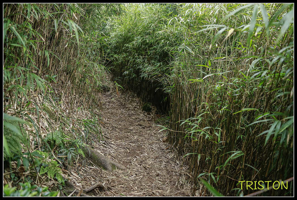 _MG_0106.jpg - 20170920 加里山