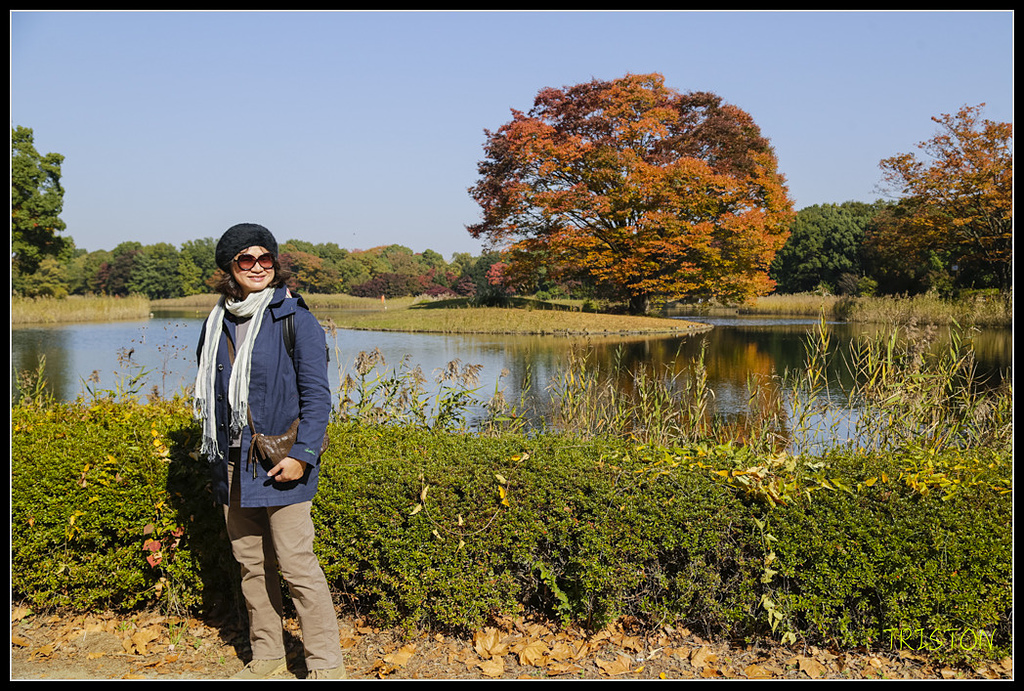 _H1A1638.jpg - 20171103 日本只見線、會津若松五色沼、昭和記念公園賞紅葉