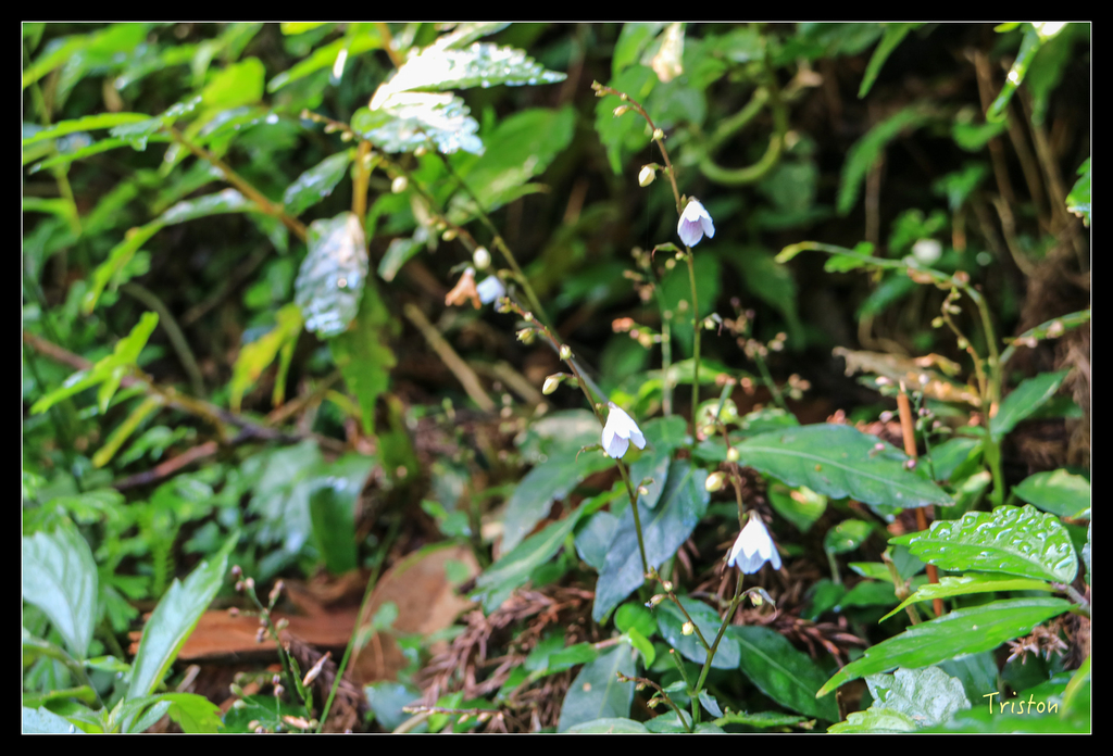 IMG_0515.jpg - 20151107 富士坪古道