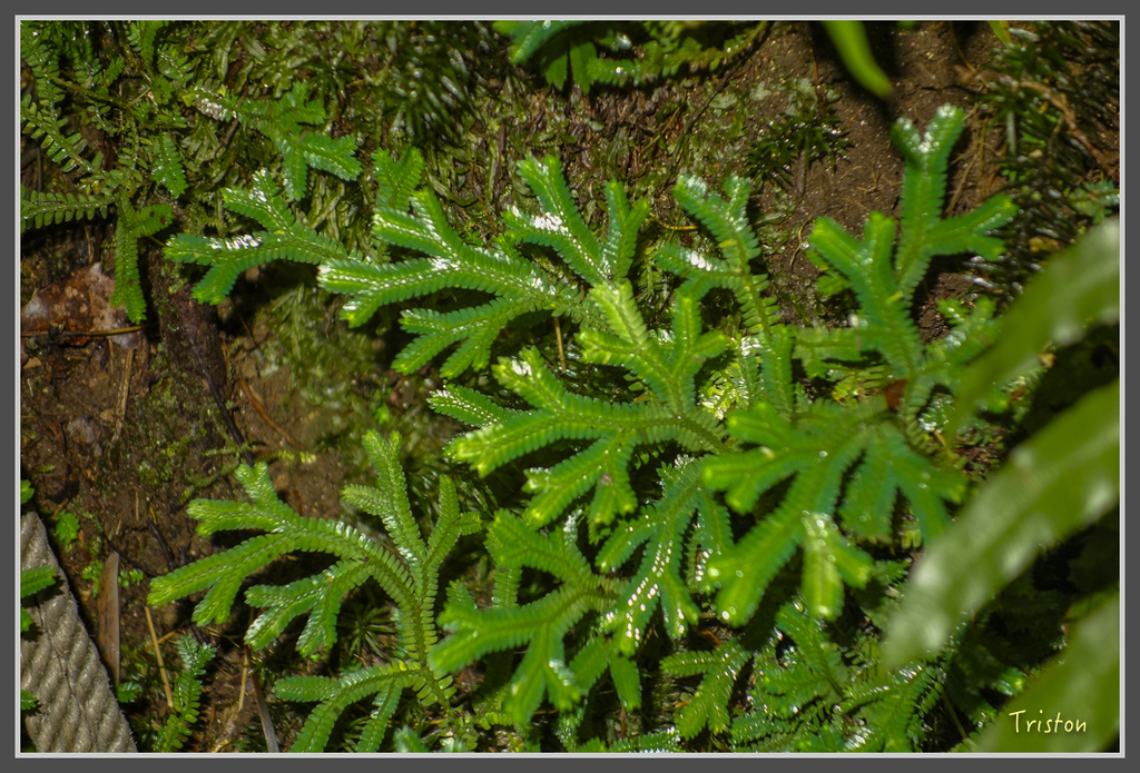DSC00784.jpg - 20160924 溪頭台寅山