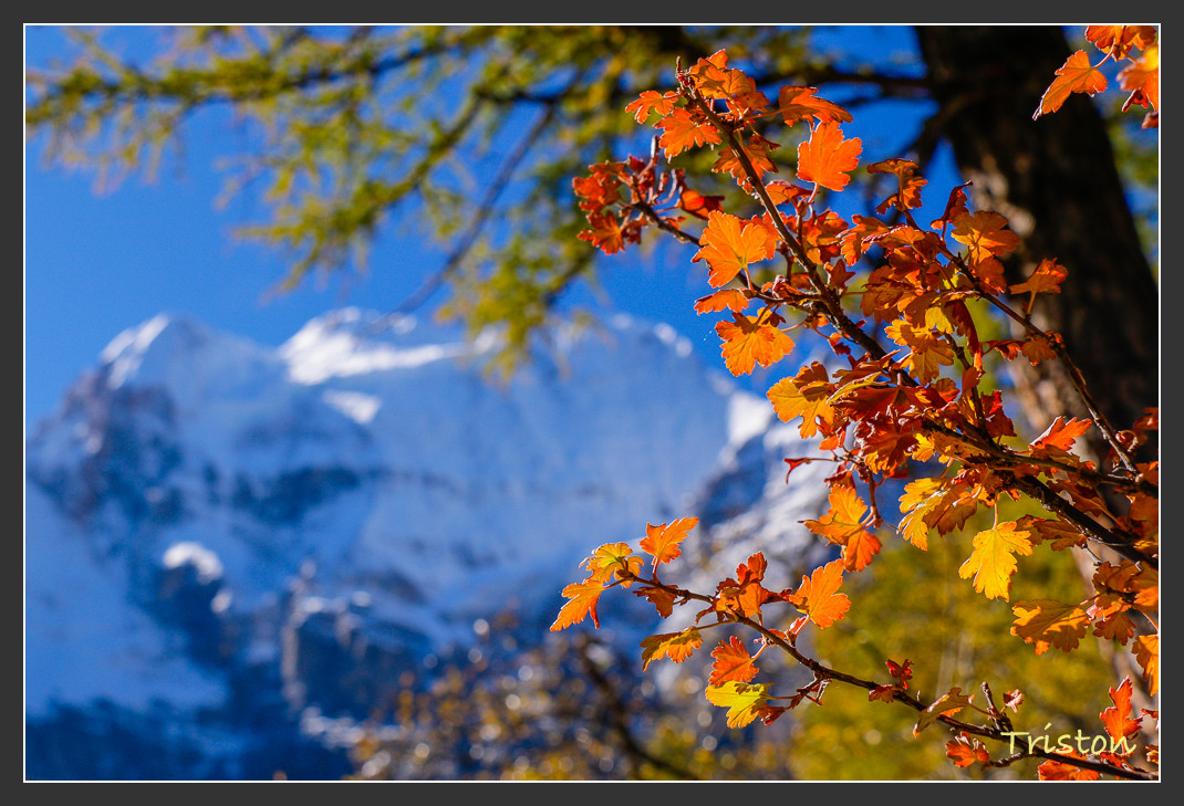 _MG_2074.jpg - 20161013 稻城亞丁