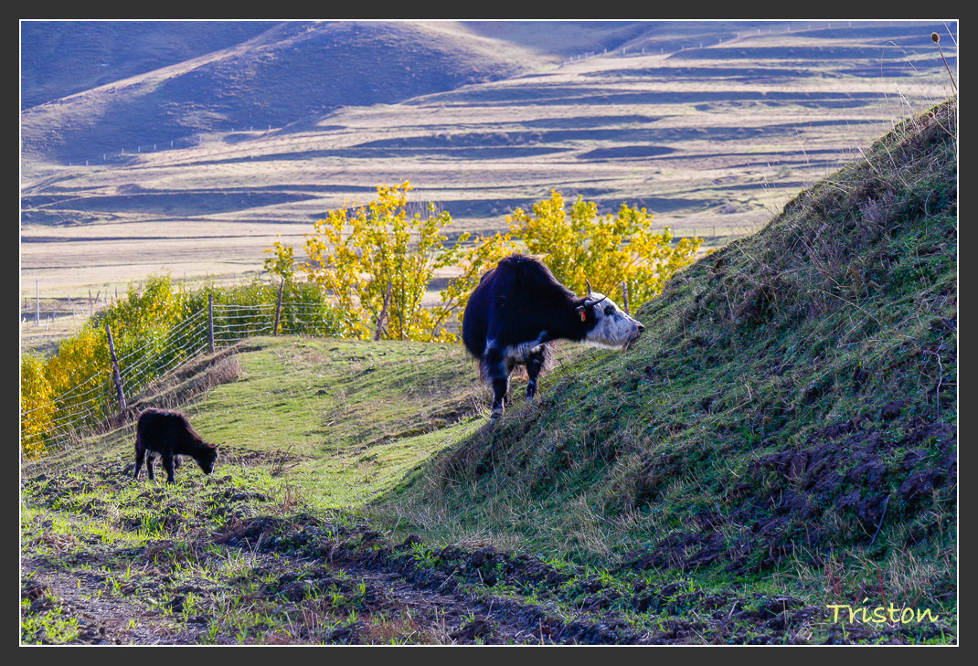 _MG_1350.jpg - 20161013 稻城亞丁