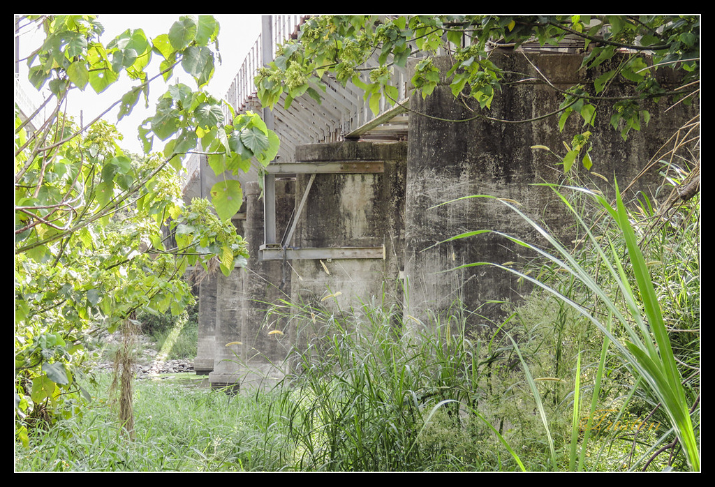 IMG_0011.jpg - 20170327 二層行溪鐵橋+環頸雉