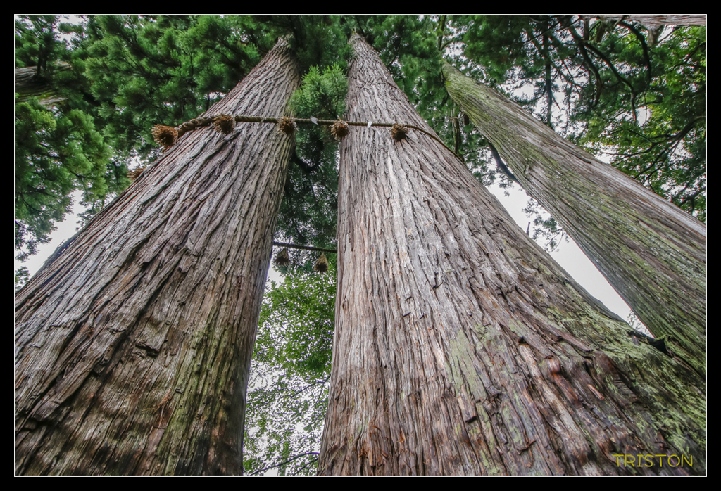 _MG_1115.jpg - 20170702 靜岡東海道之旅