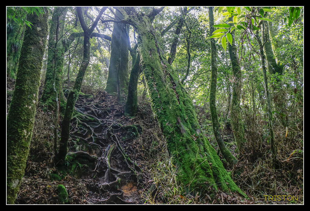 _MG_0350.jpg - 20170723 水漾森林