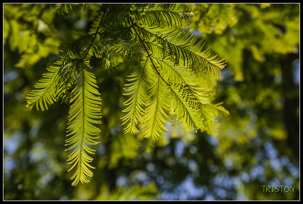 _H1A1647.jpg - 20171103 日本只見線、會津若松五色沼、昭和記念公園賞紅葉