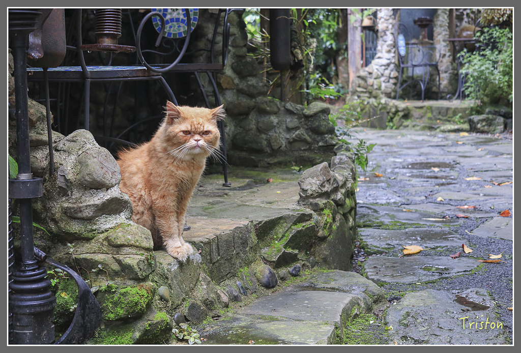 IMG_2270.jpg - 20180802 樂野山芙蓉揉茶,阿將咖啡的家