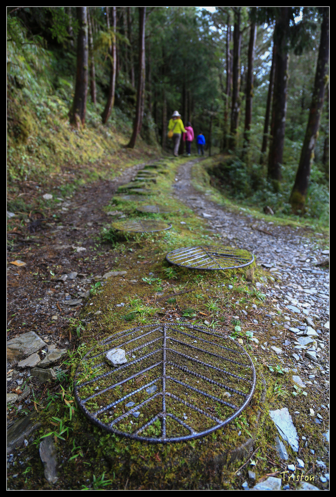JH1A0133.jpg - 20151024~25 幾米公園、翠峰湖、翠峰山屋、望洋山步道、山毛櫸步道