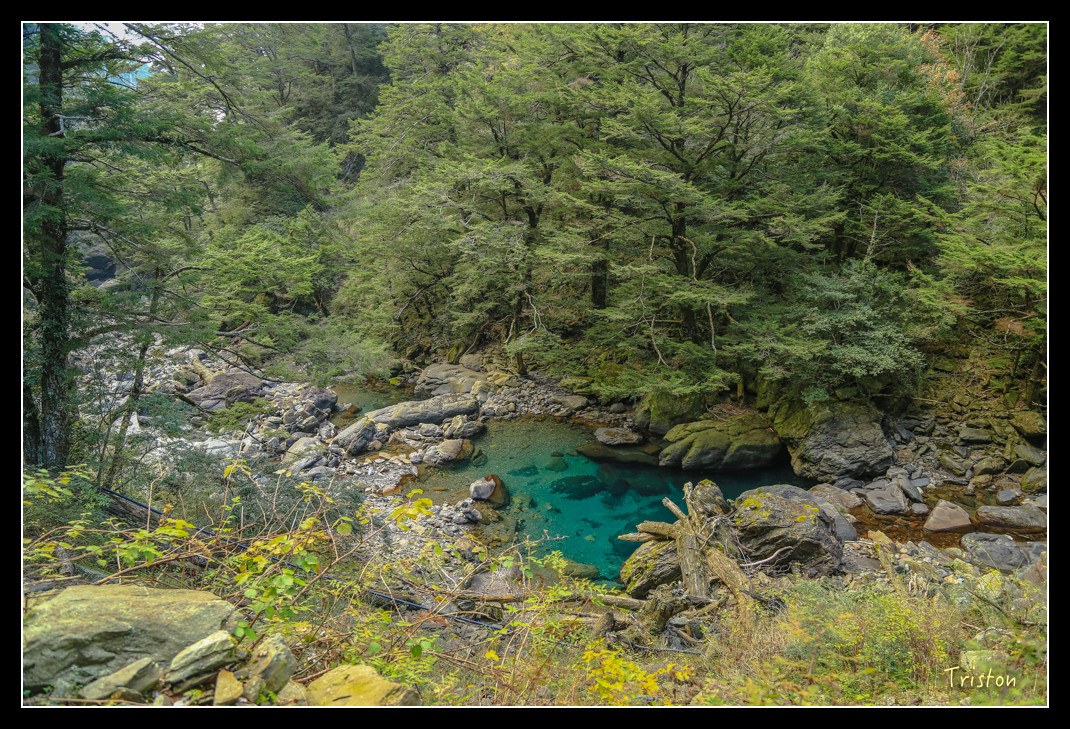 JH1A0810.jpg - 20151205 合歡溪步道、108K楓之谷