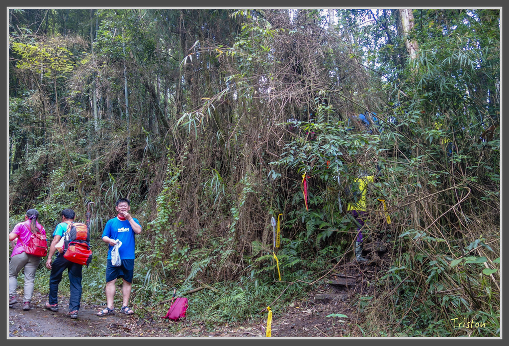 DSC00798.jpg - 20160924 溪頭台寅山