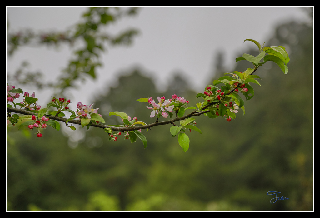 _H1A3731.jpg - 20170425 阿里山+圓潭螢火蟲