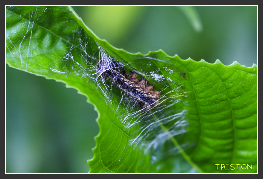 _H1A6774.jpg - 20170904 獨立山步道生態
