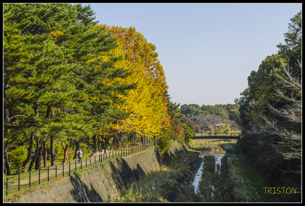 _H1A1653.jpg - 20171103 日本只見線、會津若松五色沼、昭和記念公園賞紅葉